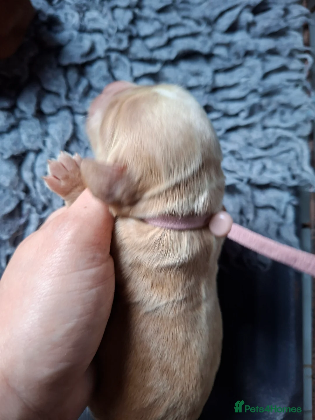 Cocker Spaniel dogs for sale: Cocker Spaniel puppies  - Advert 2
