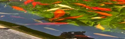 Koi Carp fish for sale: Koi carps for sale  - Advert 3