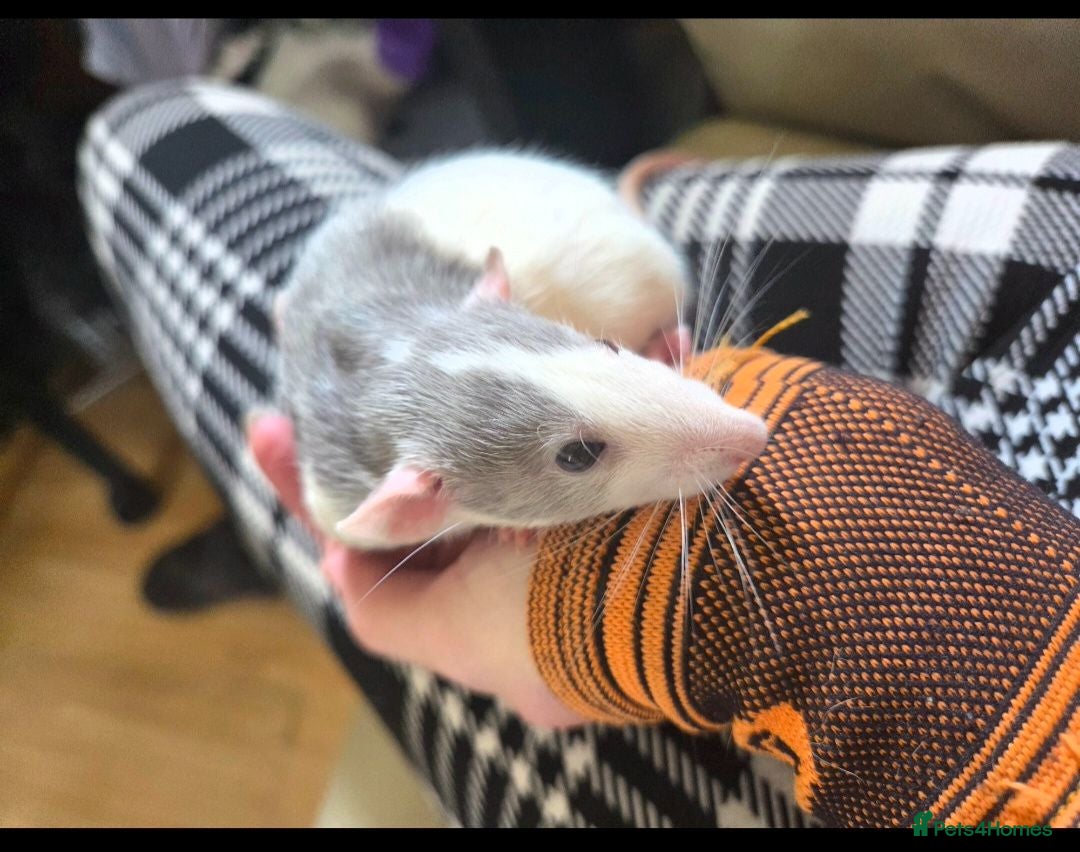Rat rodents Dumbo Husky Rats - Advert 2
