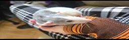 Rat rodents for sale: Dumbo Husky Rats - Advert 1