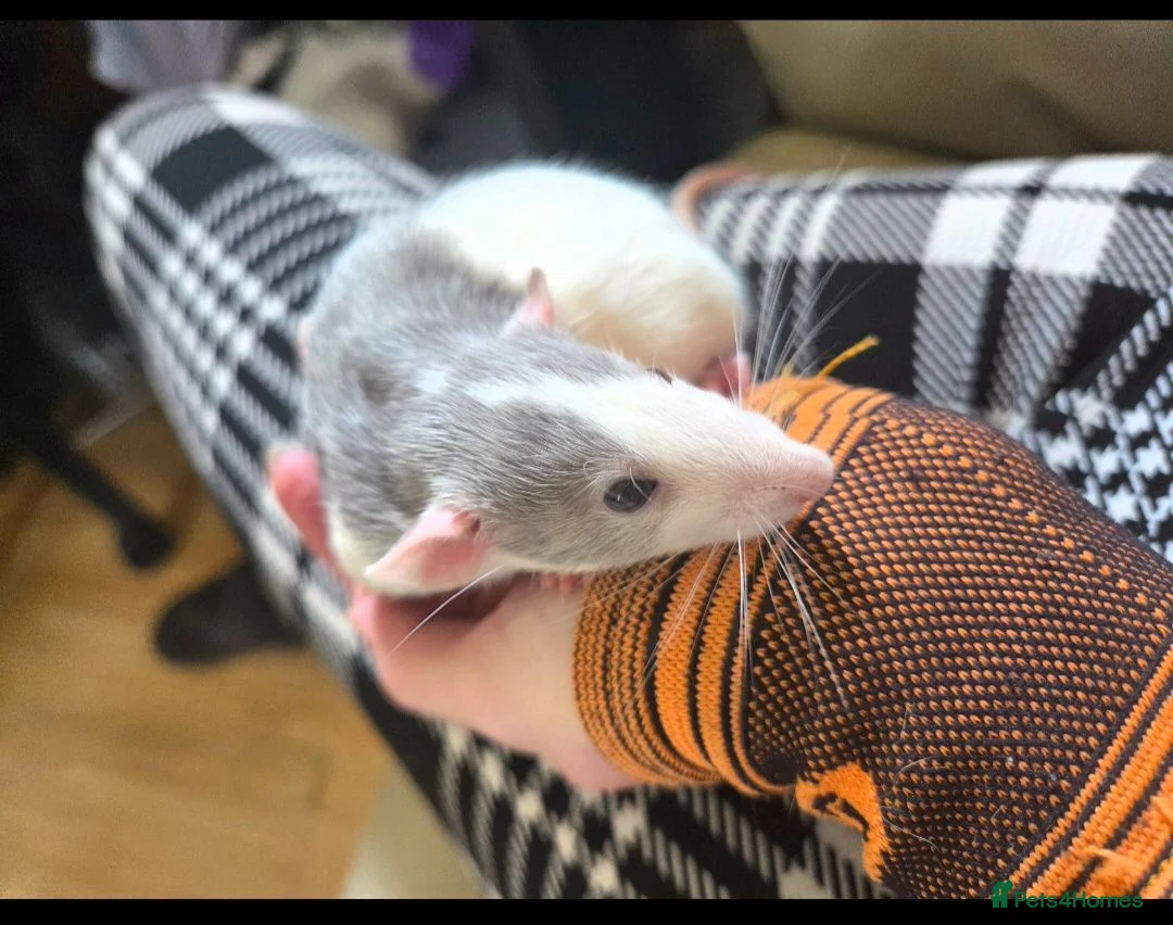 Rat rodents for sale: Dumbo Husky Rats - Advert 1