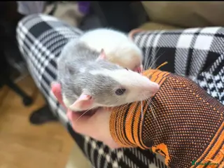 Rat rodents Dumbo Husky Rats - Advert 7
