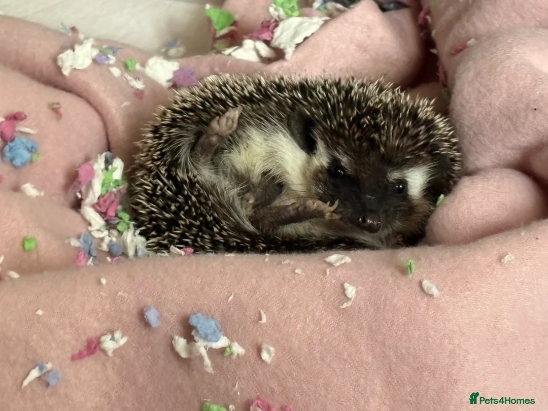 Pygmy Hedgehog rodents for sale: african pygmy hedgehog  - Advert 1