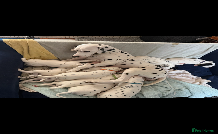 Dalmatian dogs - Advert 4