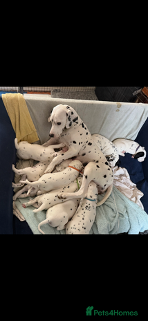 Dalmatian dogs - Advert 1