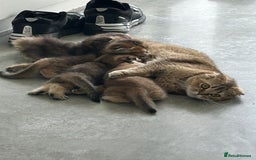 Scottish Fold cats for sale: Golden Scottish fold kittens - Image 9