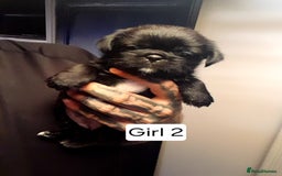 Mixed Breed dogs for sale: Pugzu puppies  - Image 4
