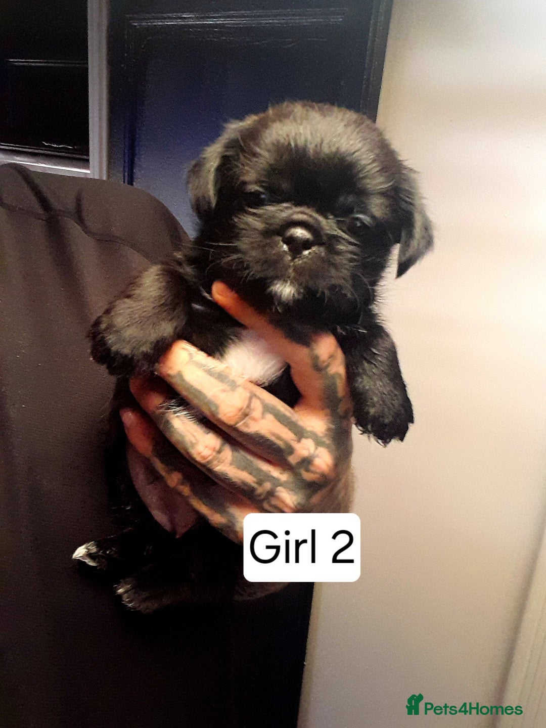 Mixed Breed dogs for sale: Pugzu puppies  - Image 4