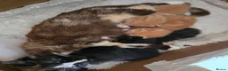 Mixed Breed cats for sale: Siamese blue X short - Advert 6