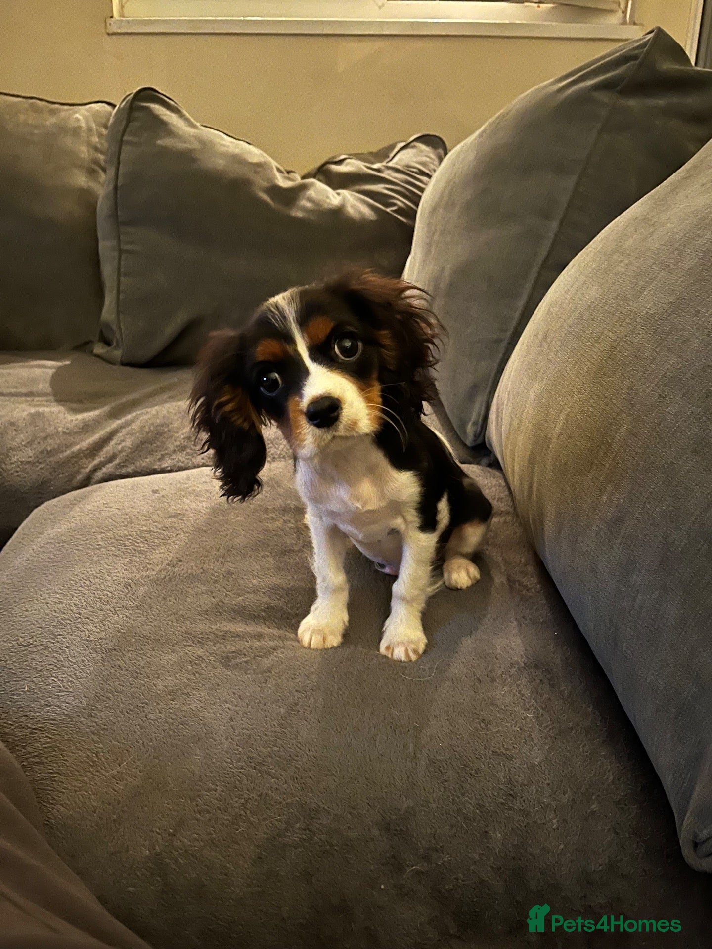 Cavalier King Charles Spaniel dogs Cavalier king Charles puppy for sale  - Advert 8
