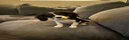 Cavalier King Charles Spaniel dogs for sale: Cavalier king Charles puppy for sale  - Advert 1