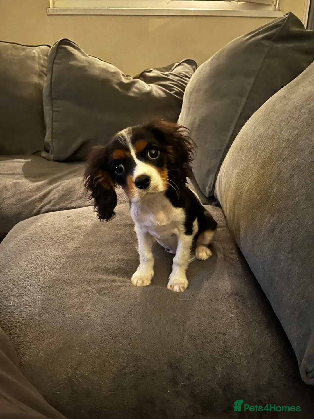 Cavalier King Charles Spaniel dogs for sale: Cavalier king Charles puppy for sale  - Advert 1