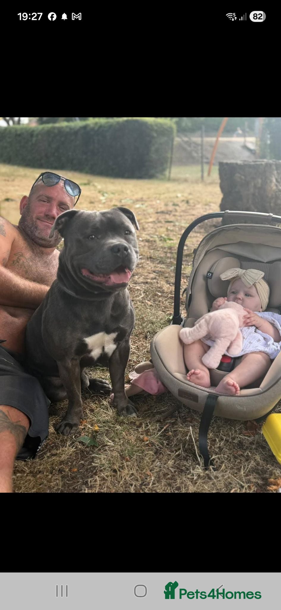 Staffordshire Bull Terrier dogs Blue staffy stud - Advert 17