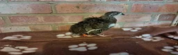 Quail poultry for sale: Billy, Barney and Bruce Quail for sale in Aylesford - Advert 3