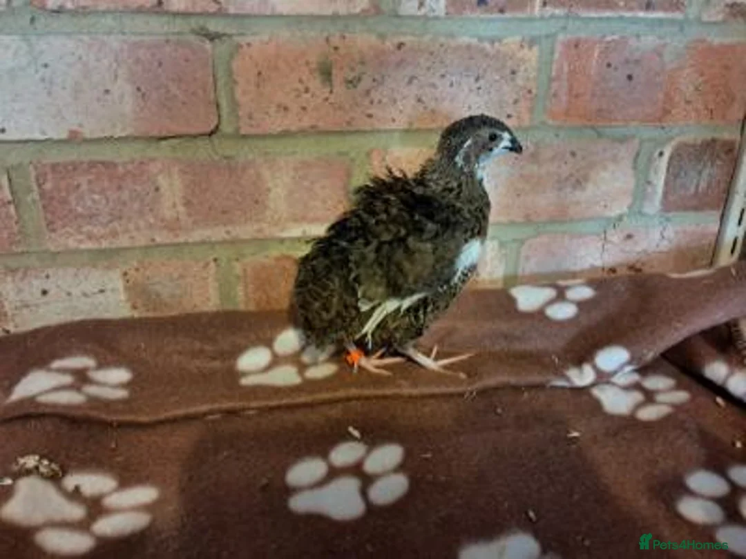 Quail poultry for sale: Billy, Barney and Bruce Quail for sale in Aylesford - Advert 3