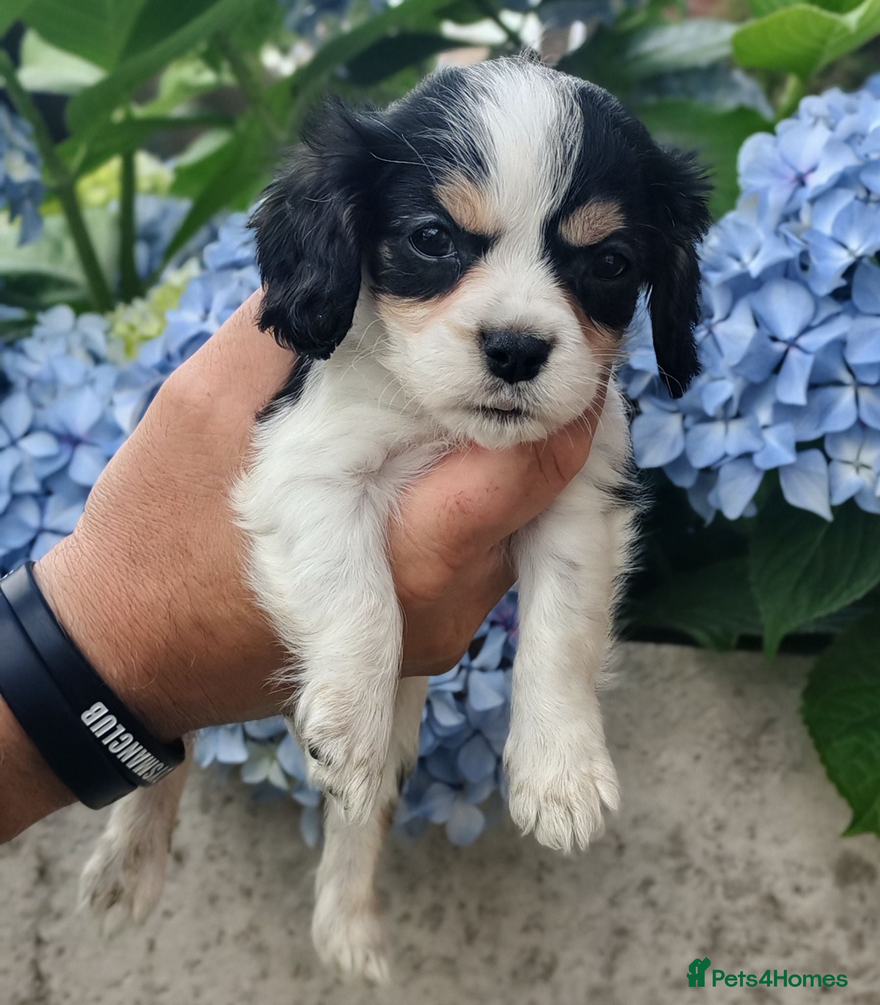 Mixed Breed dogs Beautiful Cavalier Mix Breed pups - Advert 2