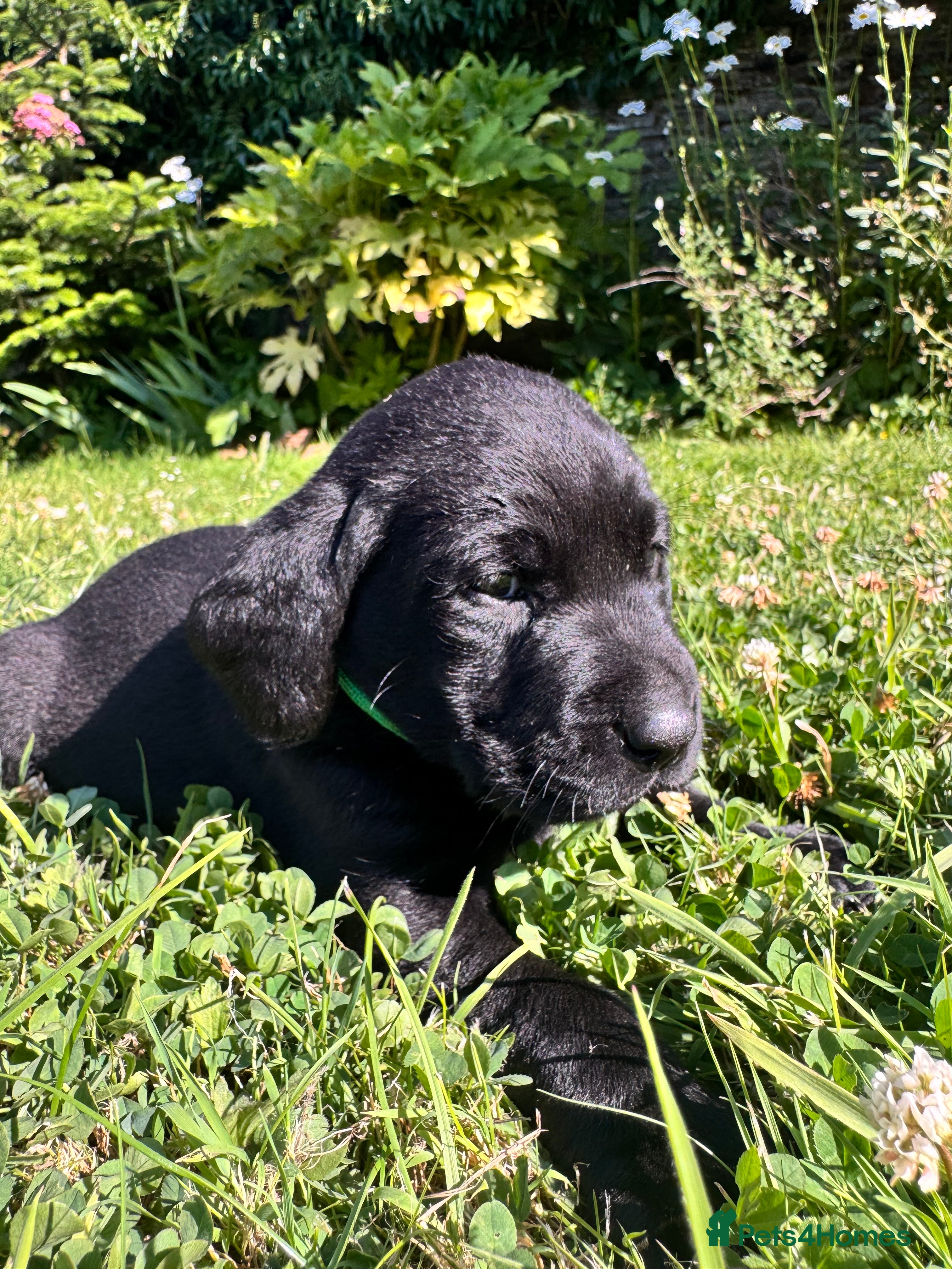 Labrador Retriever dogs Exceptional KC Labrador Puppies from Working Line  - Advert 2