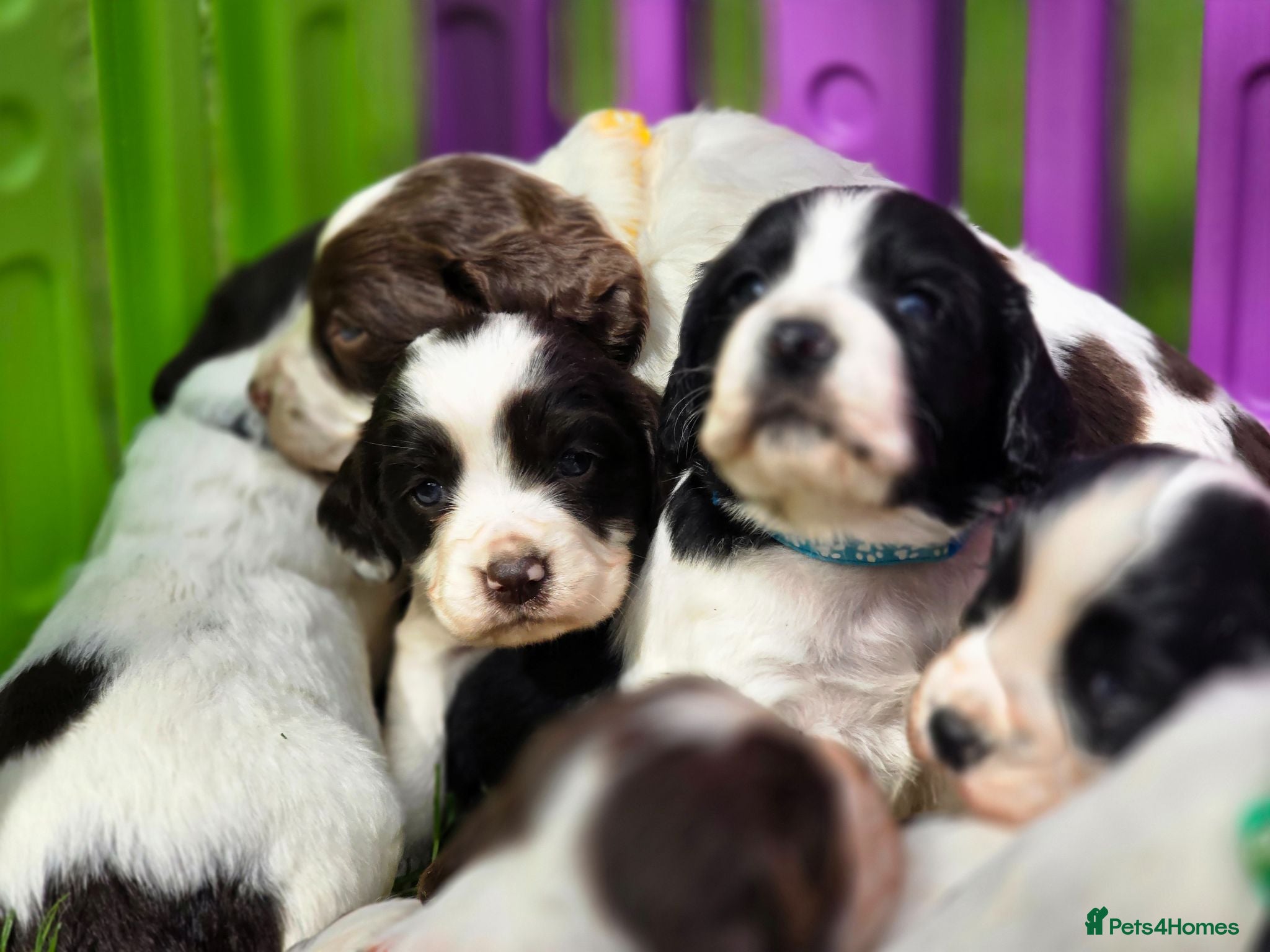 Mixed Breed dogs Clumber cocker springer cross (4 available) - Advert 5