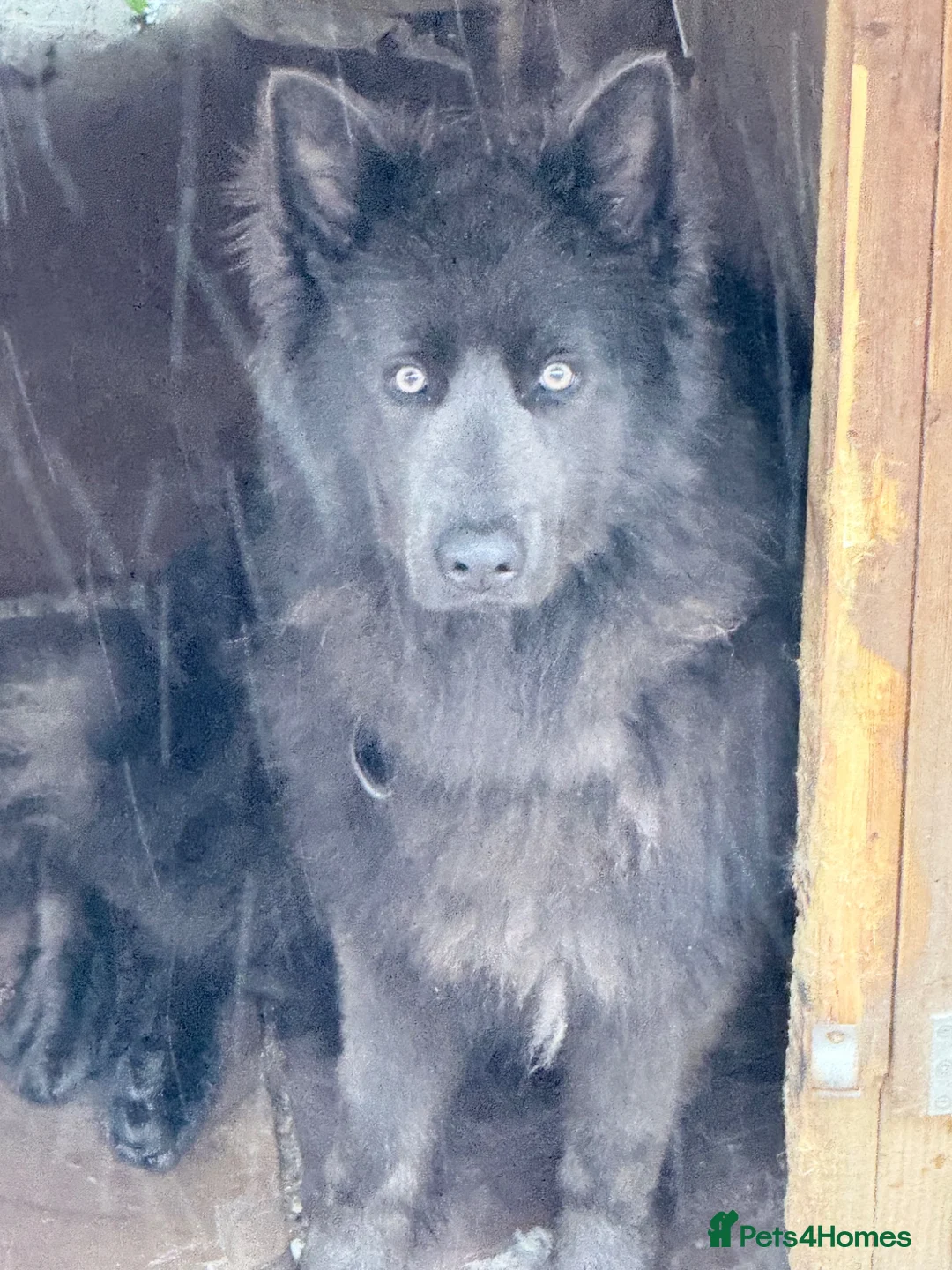 German Shepherd dogs for stud: Shadow solid blue german shepherd  - Advert 1