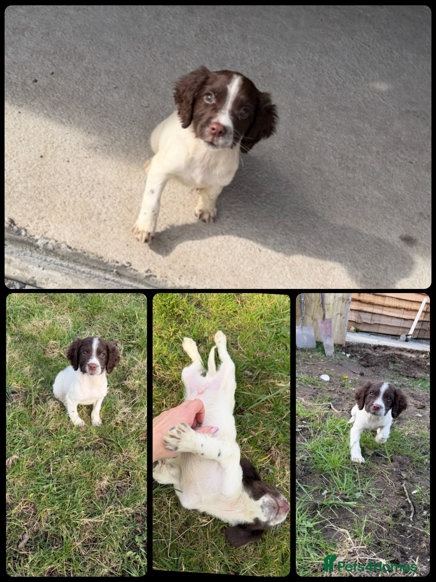 English Springer Spaniel dogs KC Registered English Springer Spaniel Pups - Advert 2