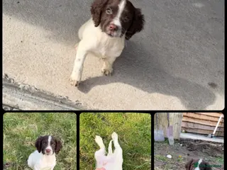 English Springer Spaniel dogs KC Registered English Springer Spaniel Pups - Advert 2