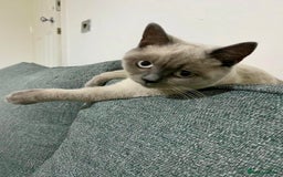 British Shorthair cats for sale: BRITISH SHORTHAIR (Female)  - Image 5