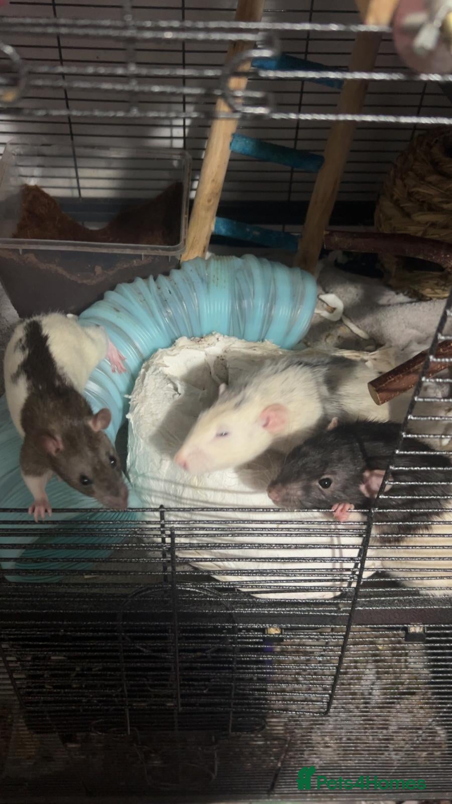 Rat rodents Rats x4  - Advert 2