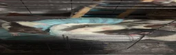 Rat rodents for sale: Rats x4  - Advert 1