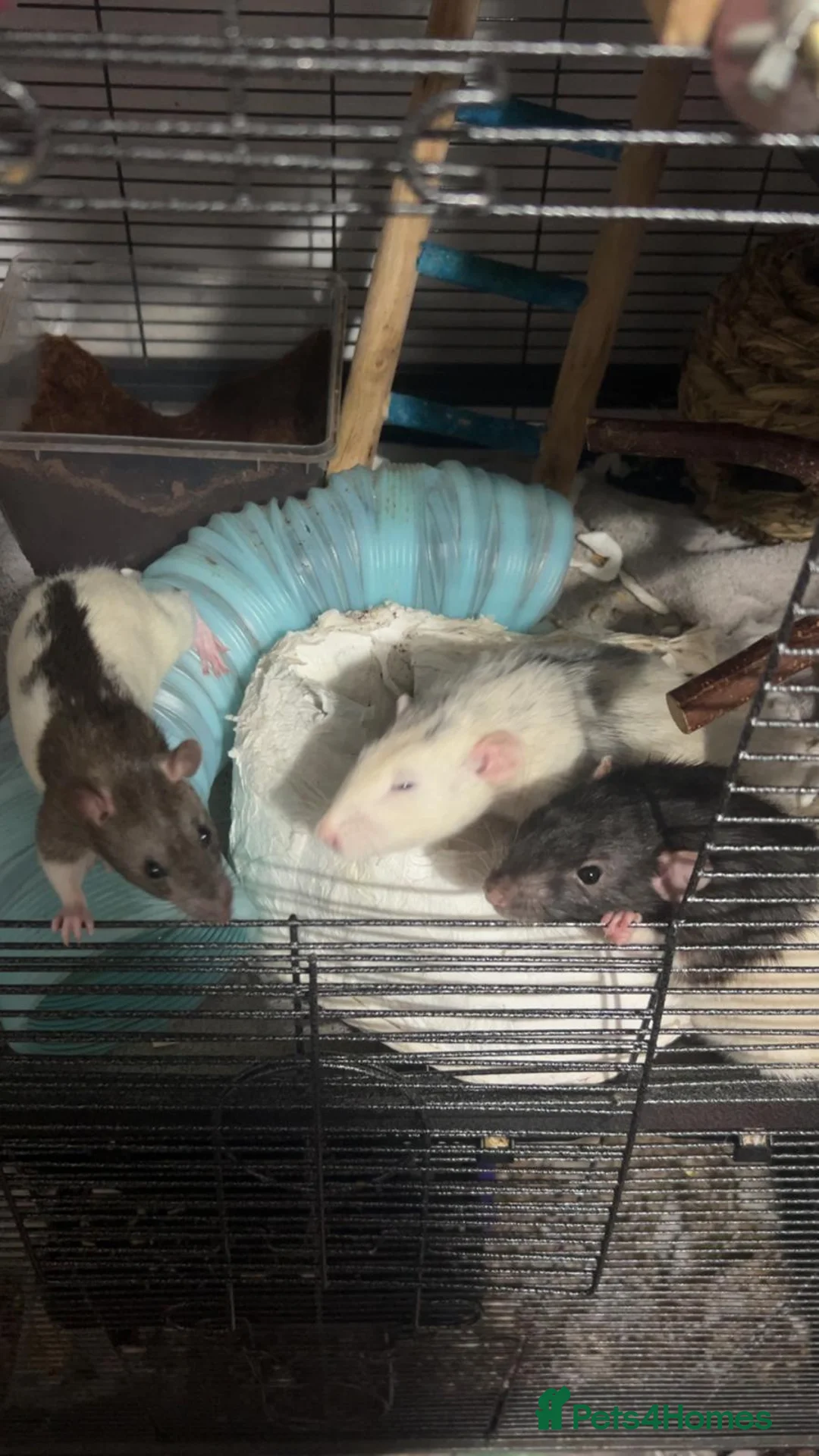 Rat rodents for sale: Rats x4  - Advert 1