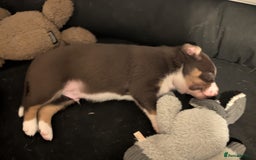 Border Collie dogs for sale: Collie mix puppies looking for their families! - Image 27