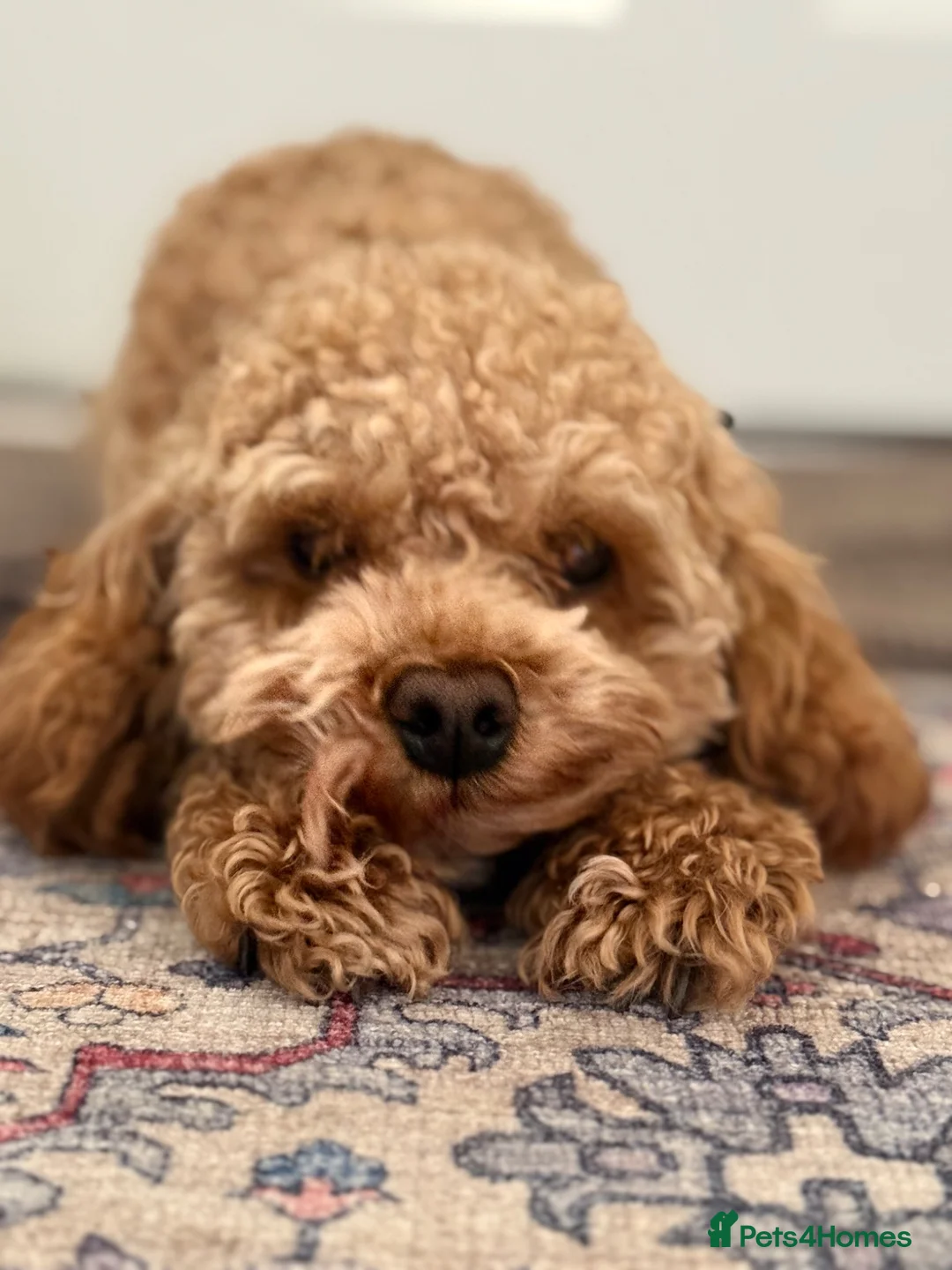 Cavapoo dogs for stud: Cavapoo for stud, parents kc, F1b - Advert 2