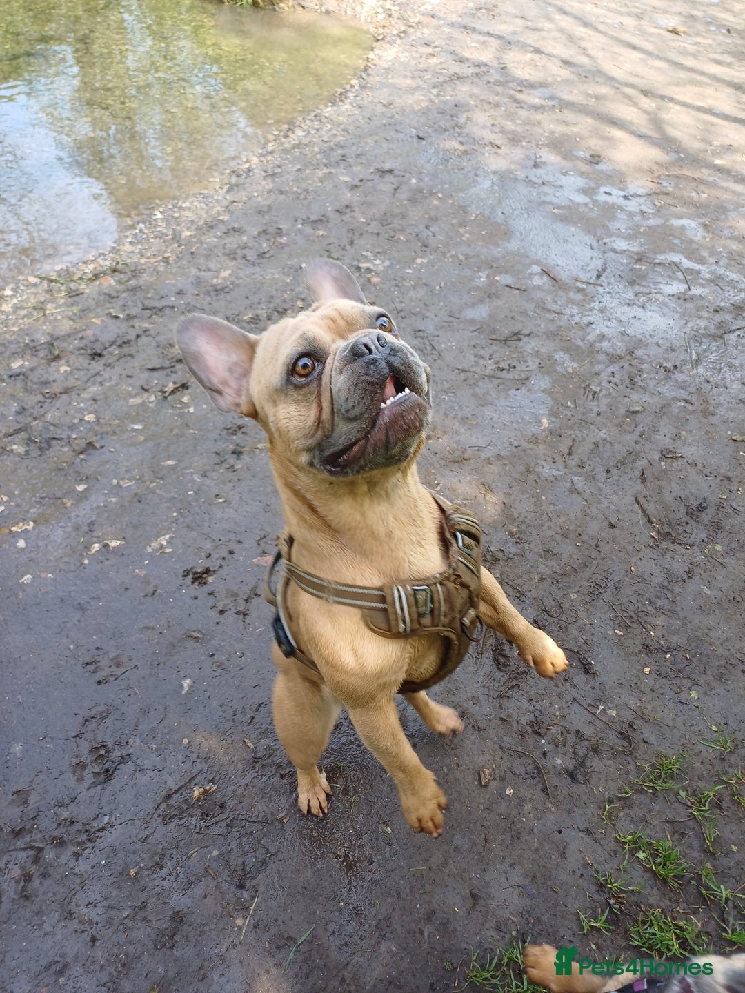French Bulldog dogs for stud: Archie the stud dog  - Image 3