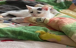 Brazilian Shorthair cats for sale: White and Black Kitten - Image 1