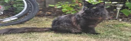 Maine Coon cats for sale: Stunning Lady Maine Coon  - Advert 3