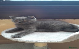 British Shorthair cats for sale: British Shorthair kittens from champion bloodline - Image 13