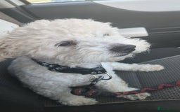 Mixed Breed dogs for sale: Maltichon  - Image 3