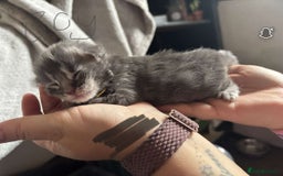 Maine Coon cats for sale: Maine coon cross  - Image 17