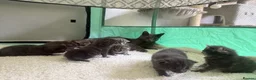 Domestic Shorthair cats for sale: Beautiful Grey blue kittens & grey tabbies x 7 - Advert 2