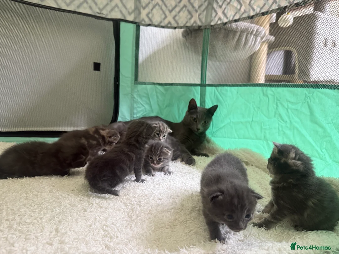 Domestic Shorthair cats for sale: Beautiful Grey blue kittens & grey tabbies x 7 - Advert 2