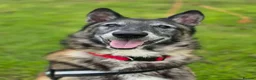Belgian Shepherd Dog dogs for adoption: BARRY - Older Shepherd - Advert 3