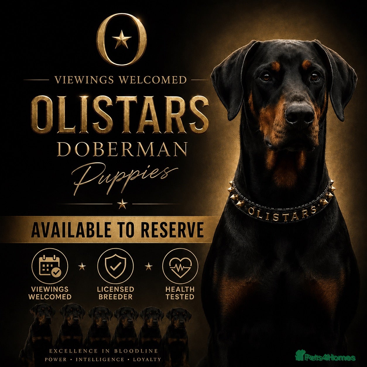 Dobermann dogs LICENSED BREEDER-health tested - kc reg - Advert 1