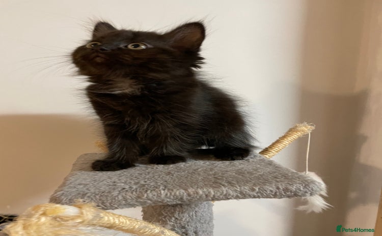 Mixed Breed cats - Advert 13