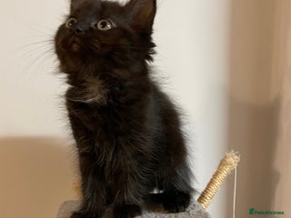 Mixed Breed cats - Advert 24