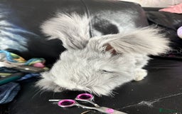 French Lop rabbits for sale: Adult rabbits to a good home.. - Image 6
