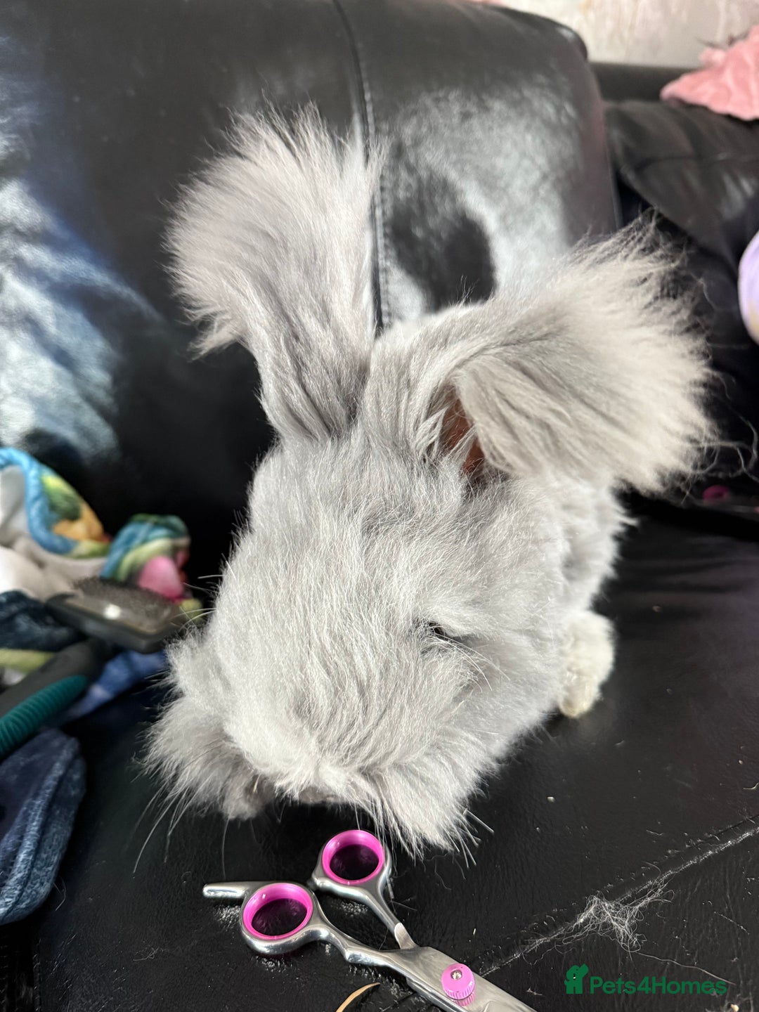 French Lop rabbits for sale: Adult rabbits to a good home.. - Image 6