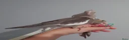 Cockatiels birds for sale: Hand reared silly tame DNA sexed baby cockatiels  - Advert 16