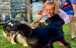Border Collie dogs for adoption: Nika’s Story: Saved from the Brink of Death - Image 6