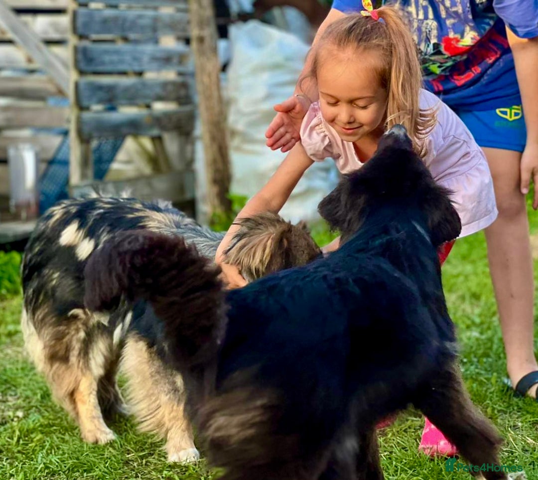 Border Collie dogs for adoption: Nika’s Story: Saved from the Brink of Death - Image 6