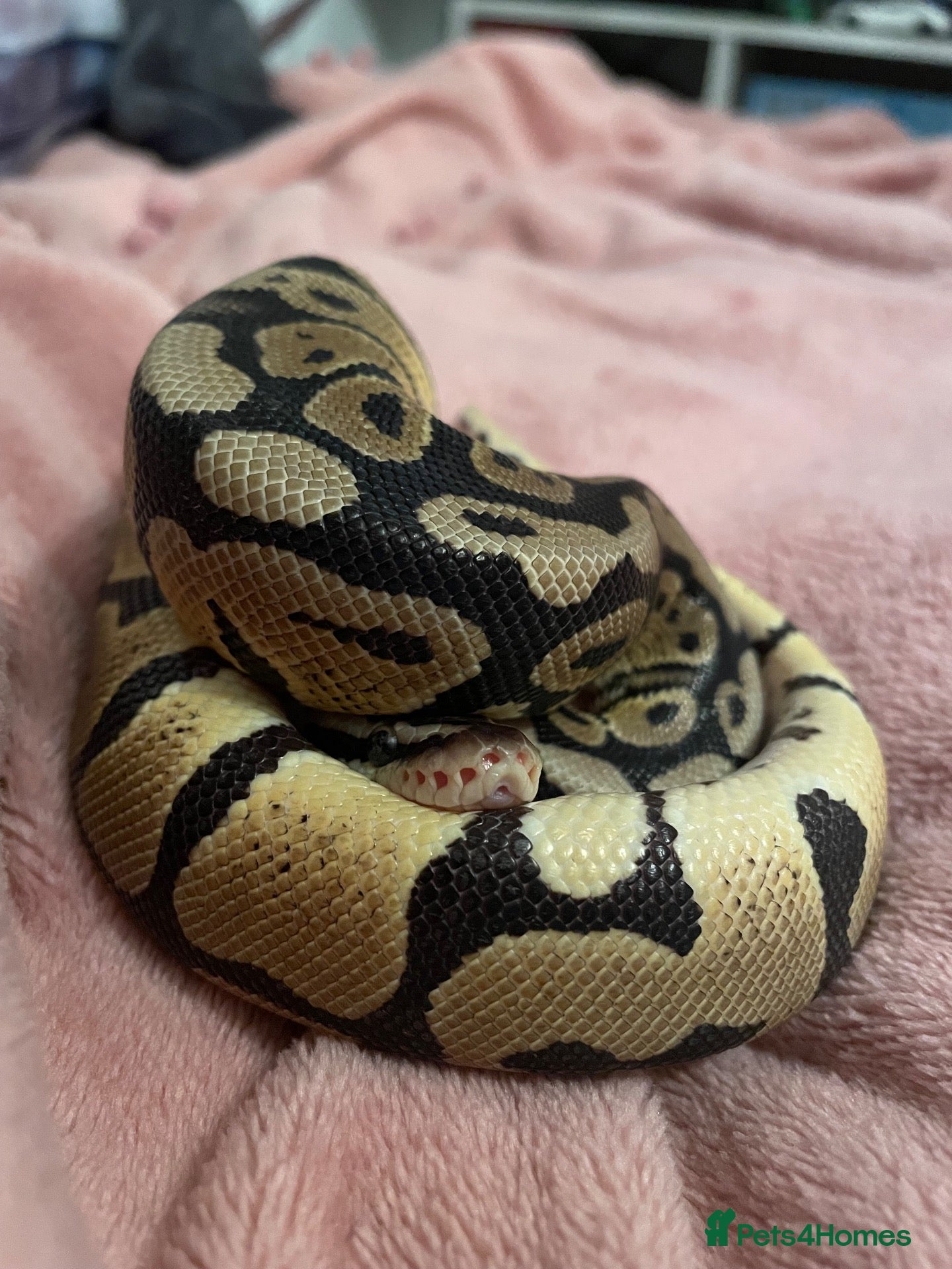 Python Snake reptiles Male Ball Python & Vivarium  - Advert 1