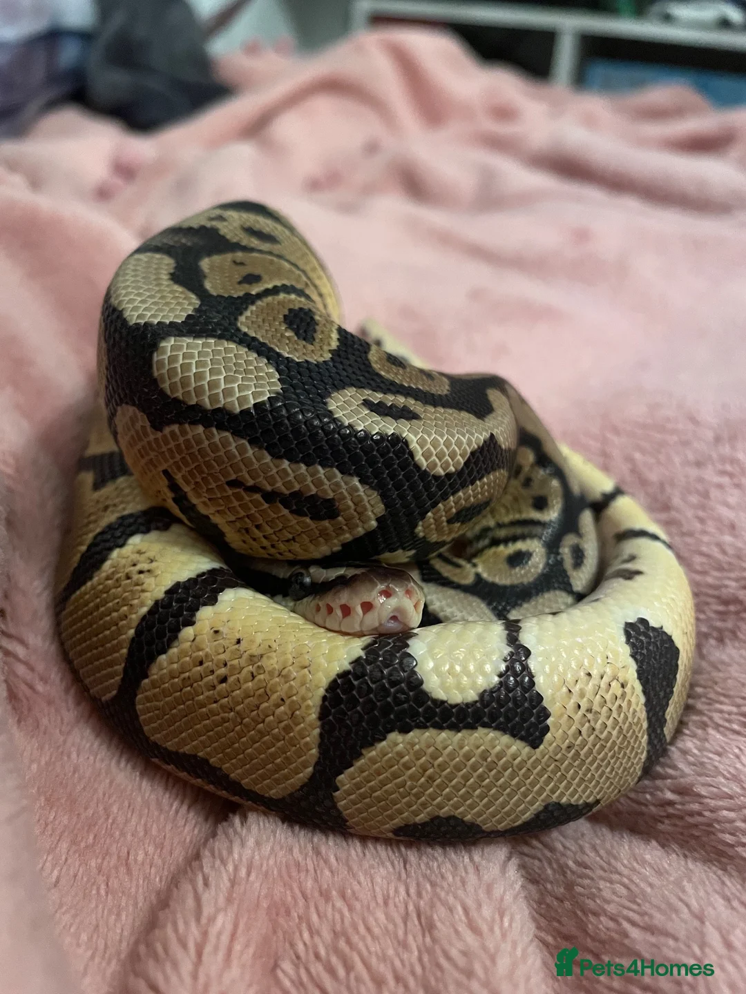Python Snake reptiles for sale: Male Ball Python & Vivarium  in Chelmsford - Advert 1